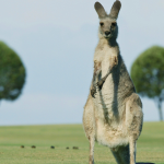 canguro_australia_wanderwave