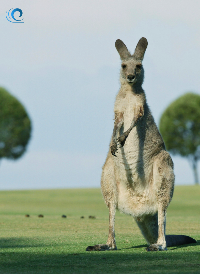 canguro_australia_wanderwave