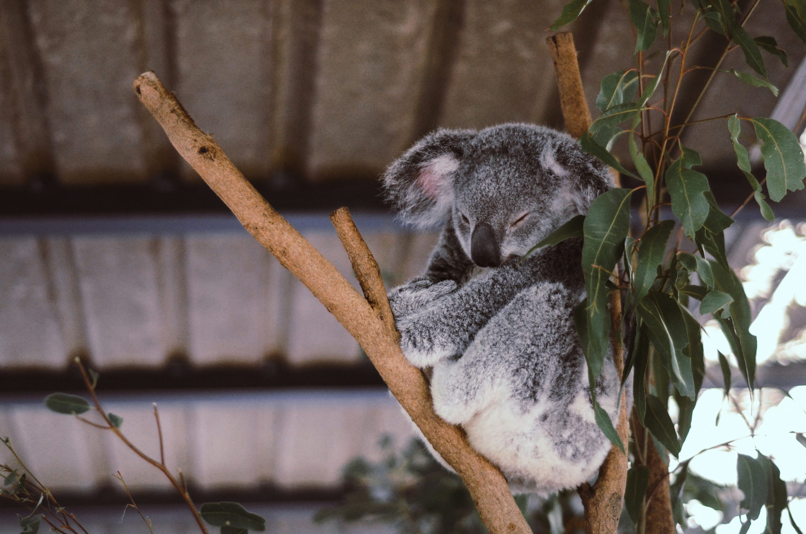 australia animals wanderwave